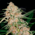 Monster Cookies (Narcotik Seeds) Semillas de marihuana feminizadas