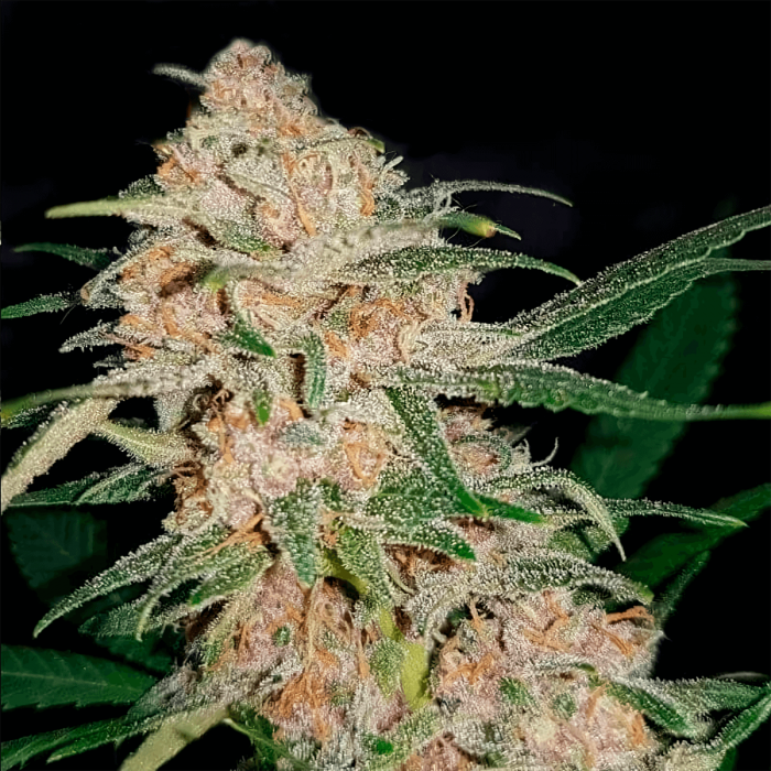 Monster Cookies (Narcotik Seeds) Semillas de marihuana feminizadas