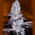MANDARINE COOKIES (Narcotik) - Semillas de marihuana feminizadas