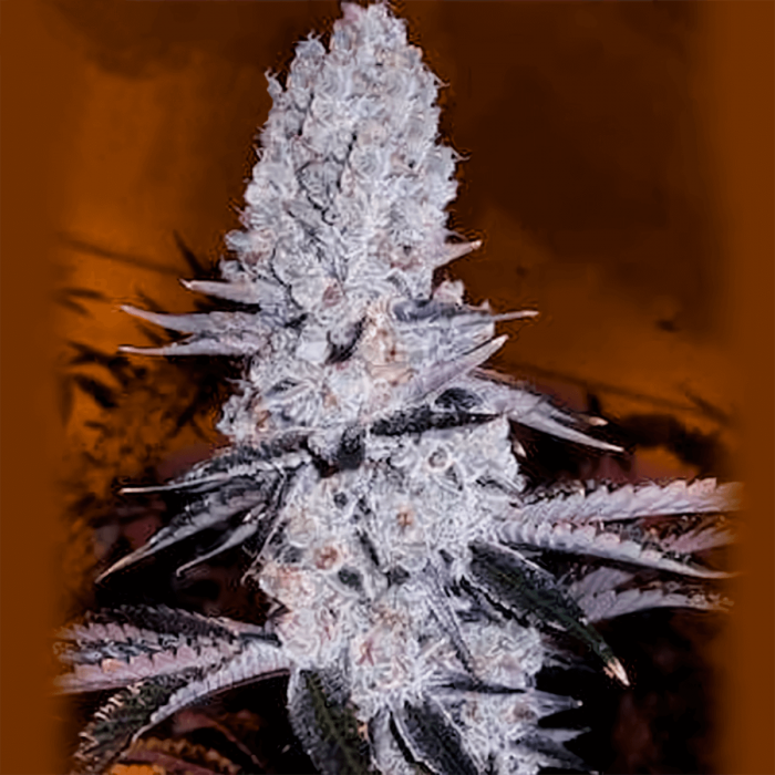 MANDARINE COOKIES (Narcotik) - Semillas de marihuana feminizadas