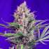 Cream Mandarine Fast Version F1 de Sweet Seeds - Semillas feminizadas.