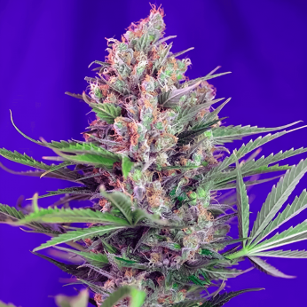 Cream Mandarine Fast Version F1 de Sweet Seeds - Semillas feminizadas.