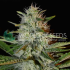 Kilimanjaro (World Of Seeds) Semillas de marihuana feminizadas.