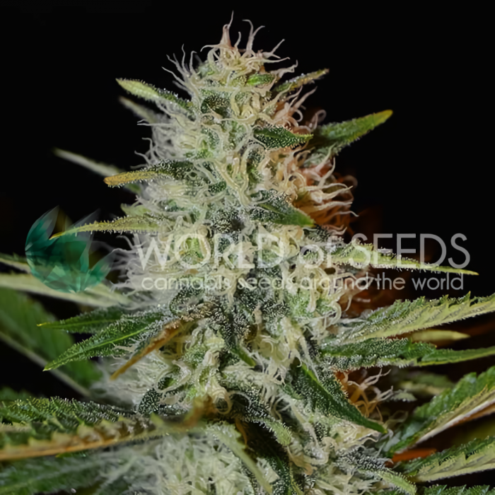 Kilimanjaro (World Of Seeds) Semillas de marihuana feminizadas.