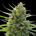 Kilimanjaro (World Of Seeds) Semillas de marihuana feminizadas.