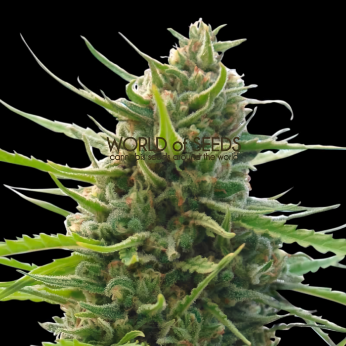 Kilimanjaro (World Of Seeds) Semillas de marihuana feminizadas.