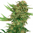 N13 Kush de Sensi Seeds Research.