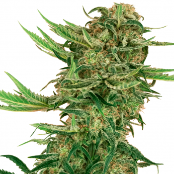 N13 Kush de Sensi Seeds Research.