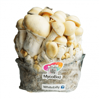 Pan de setas Whitebilly Mycobag.