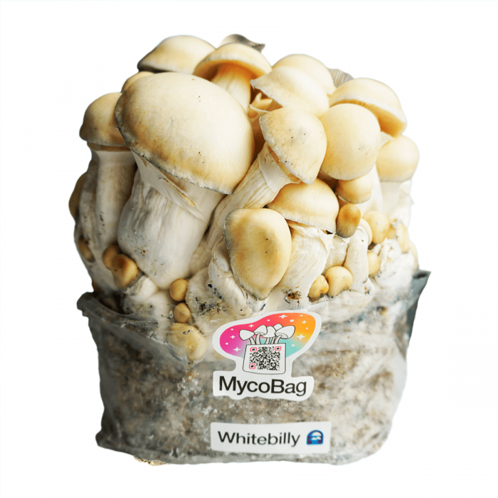Pan de setas Whitebilly Mycobag.