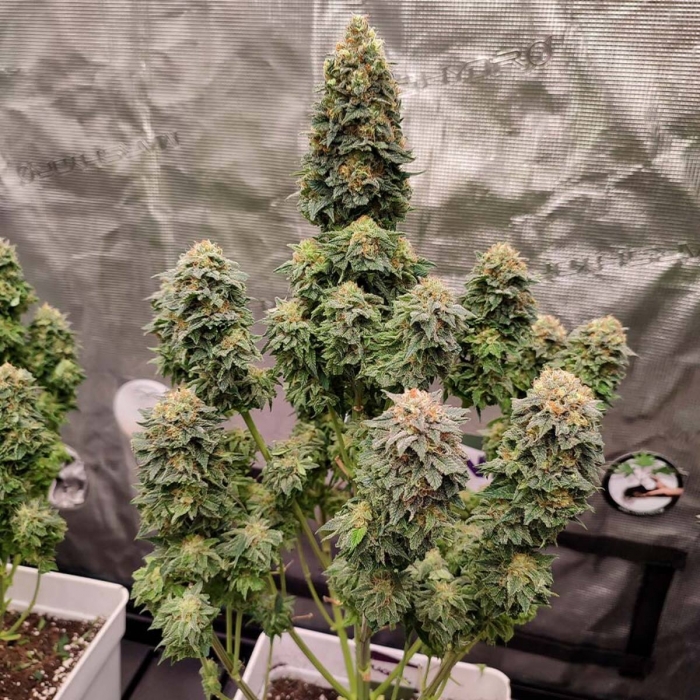 Kraken de Buddha Seeds, semillas de marihuana feminizadas, cultivo de interior.