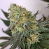Kraken de Buddha Seeds, semillas de marihuana feminizadas, cogollo resinoso.