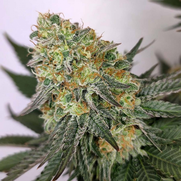 Kraken de Buddha Seeds, semillas de marihuana feminizadas, cogollo resinoso.