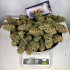 Kraken de Buddha Seeds, semillas de marihuana feminizadas, producción.