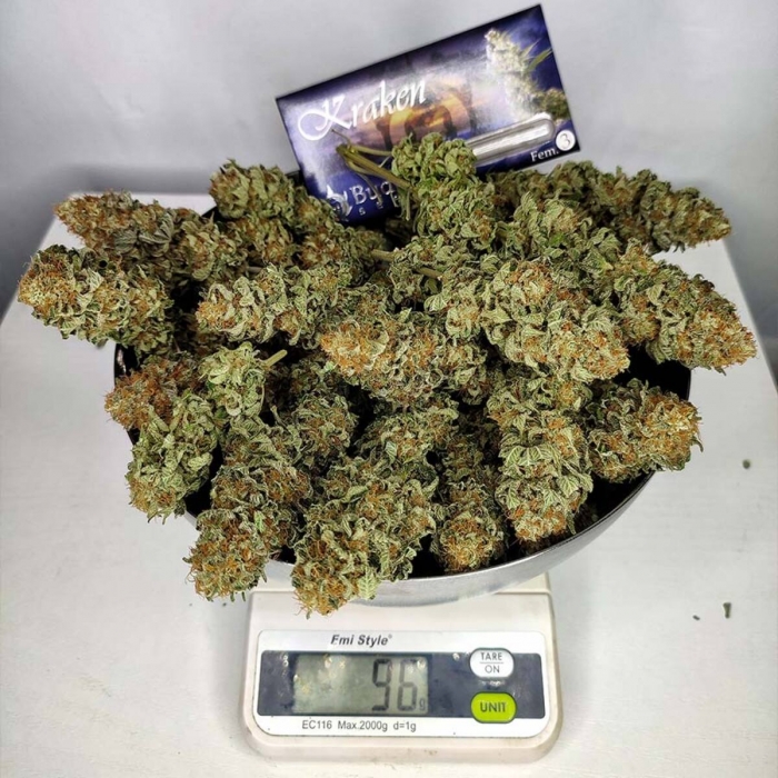 Kraken de Buddha Seeds, semillas de marihuana feminizadas, producción.