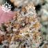 Kraken de Buddha Seeds, semillas de marihuana feminizadas, resina de alta calidad.