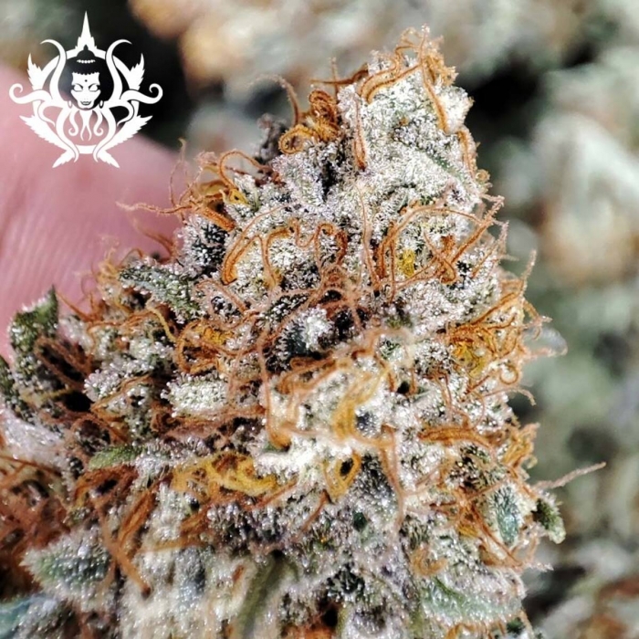 Kraken de Buddha Seeds, semillas de marihuana feminizadas, resina de alta calidad.