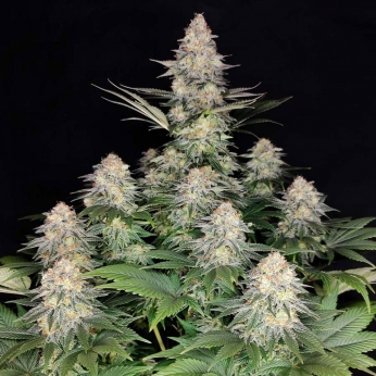 Kraken de Buddha Seeds, semillas de marihuana feminizadas, planta productiva.
