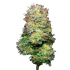 Flores CBD White Caviar de EVA, envase de 10 gramos Small Buds Cogollo.