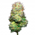 Flores CBD Black Caviar de EVA, envase de 25 gramos Small Buds Cogollo.