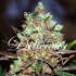 Cotton Candy (Delicious Seeds) Semillas de marihuana feminizadas