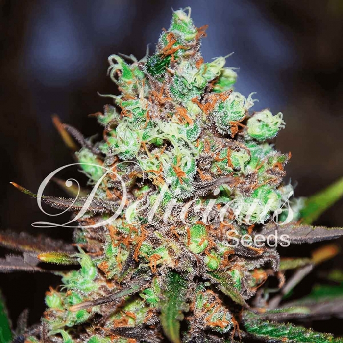 Cotton Candy (Delicious Seeds) Semillas de marihuana feminizadas