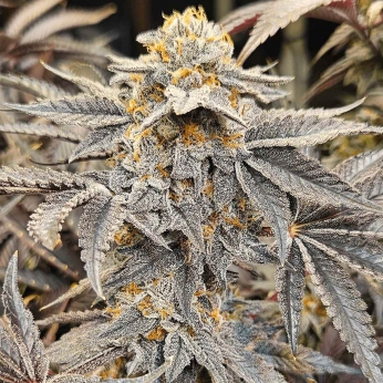Oreoz de Narcotik Seeds - Semillas de marihuana feminizadas