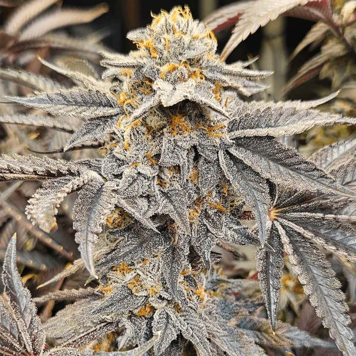 Oreoz de Narcotik Seeds - Semillas de marihuana feminizadas
