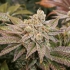 KEROSENE KRASH (Dutch Passion Seeds)