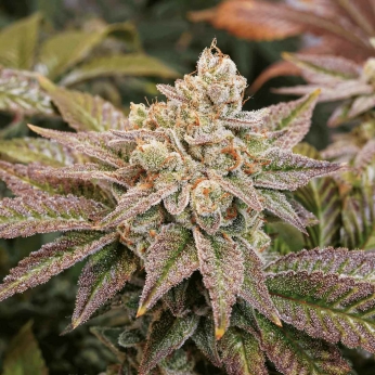Kerosene Krash Dutch Passion - Semillas de marihuana feminizadas, cogollo resinoso.