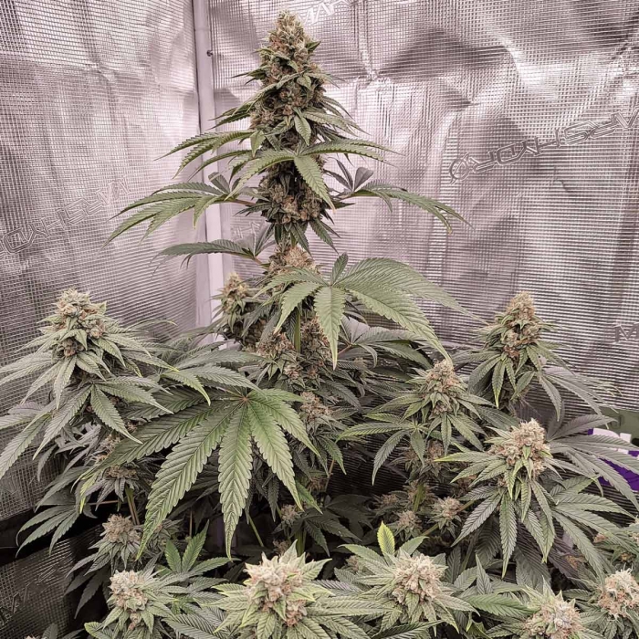 Planta marihuana Kerosene Krash Dutch Passion - Semillas feminizadas.