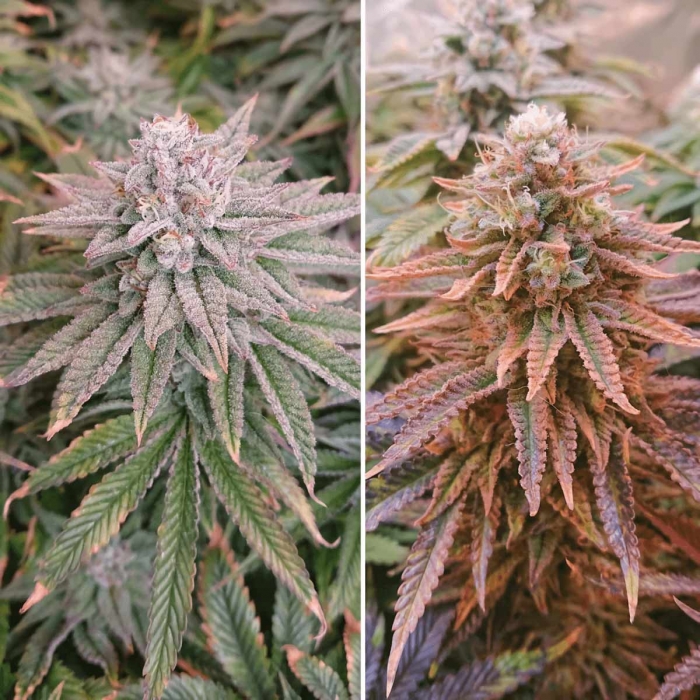Marihuana de Kerosene Krash Dutch Passion - Semillas feminizadas