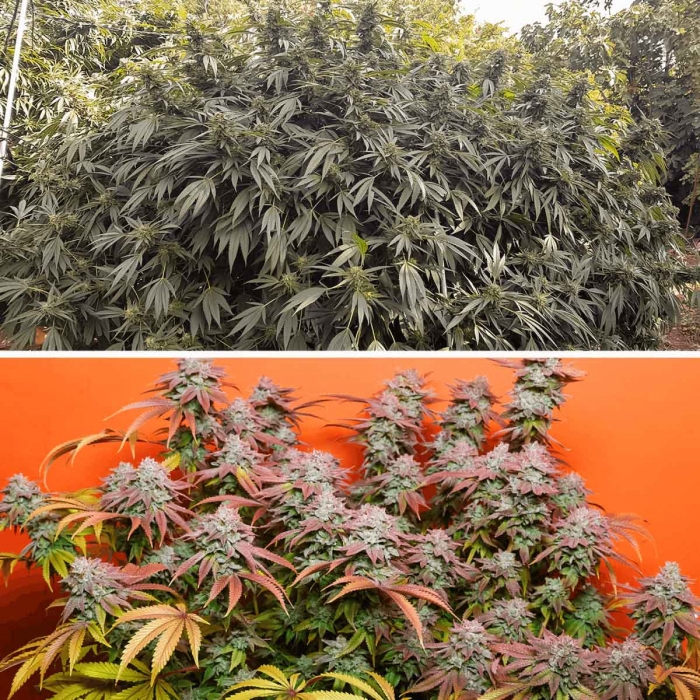 Plantas Kerosene Krash en exterior. Semillas feminizadas Dutch Passion
