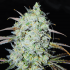 Semillas de marihuana feminizadas Bay Haze de Delicious Seeds.