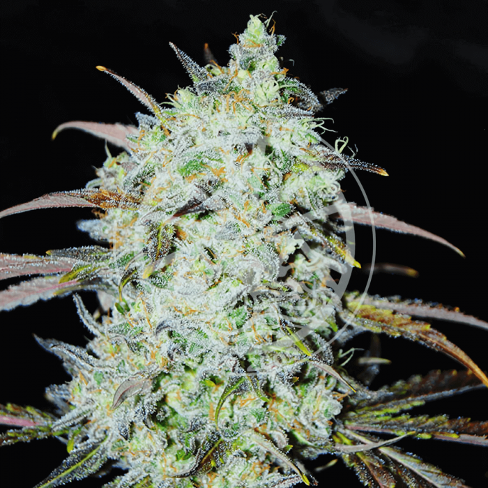 Semillas de marihuana feminizadas Bay Haze de Delicious Seeds.