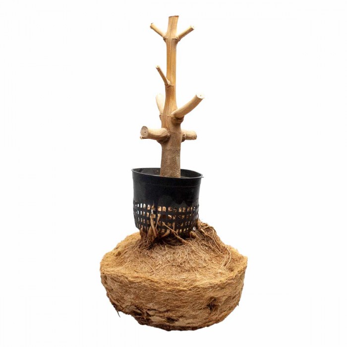 PLanta cultivada en maceta Hortipot