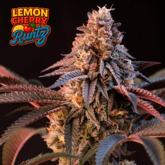 Semillas de marihuana feminizadas Lemon Cherry Runtz de Fast Buds Seeds.