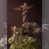 Semillas Lemon Cherry Runtz de Fast Buds Seeds, planta al completo.