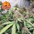 Semillas de marihuana feminizadas Biscotti Gelato de Fast Buds Seeds.
