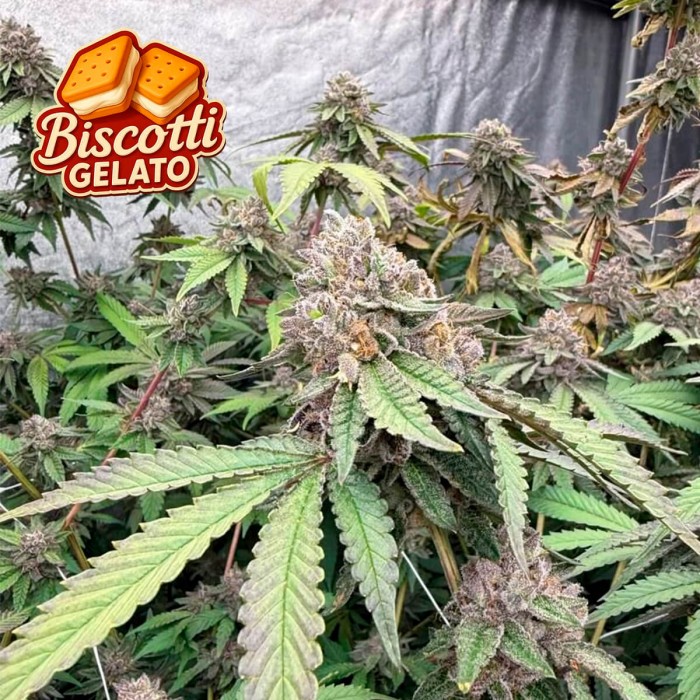 Semillas de marihuana feminizadas Biscotti Gelato de Fast Buds Seeds.