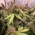 Semillas de marihuana feminizadas Biscotti Gelato de Fast Buds Seeds, cogollos enormes.
