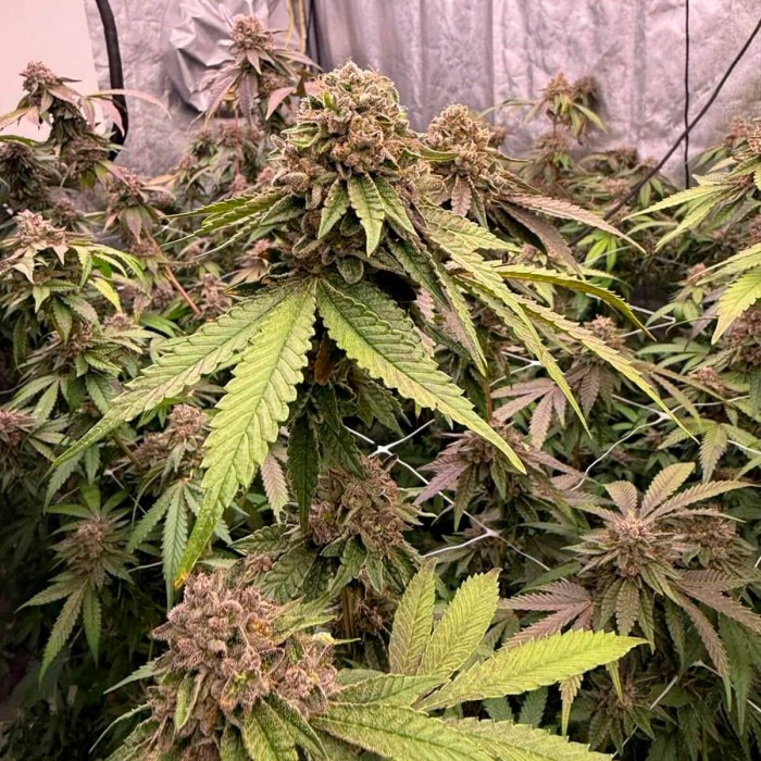 Semillas de marihuana feminizadas Biscotti Gelato de Fast Buds Seeds, cogollos enormes.