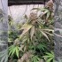 Semillas de marihuana feminizadas Biscotti Gelato de Fast Buds Seeds, planta de interior.