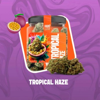 Flores CBD Cocori Tropical Haze 5g de la línea Clásicas.
