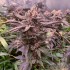 Semillas de marihuana feminizadas Slush Mint Cake de Dutch Passion, cultivo de interior.