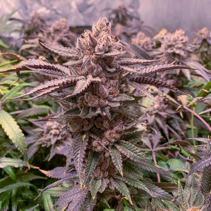 Semillas de marihuana feminizadas Slush Mint Cake de Dutch Passion, cultivo de interior.
