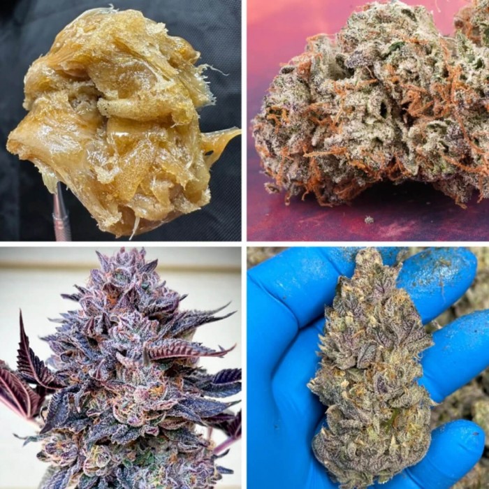Semillas de marihuana feminizadas Slush Mint Cake de Dutch Passion, concentrados y resina.