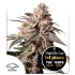 Semillas de marihuana feminizadas Slush Mint Cake de Dutch Passion.