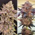 Semillas de marihuana feminizadas Slush Mint Cake de Dutch Passion, puntas principales.