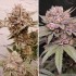 Semillas de marihuana feminizadas Slush Mint Cake de Dutch Passion, cogollos compactos.
